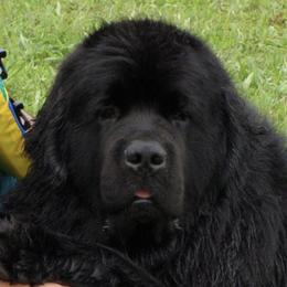 Newfoundlands from Bear N Mind Newfoundlands