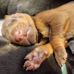 Doberman Pinscher Puppies from Davis Family Dobermans