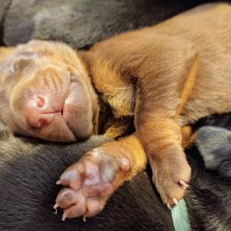 Doberman Pinscher Puppies from Davis Family Dobermans