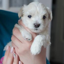 Coton de Tulear Puppies from Buttercup Cotons of Texas