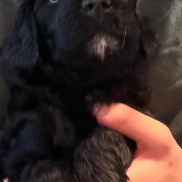 Dune - Black and white male Aussiedoodle puppy in Riverside, California from Just Loving Doodles