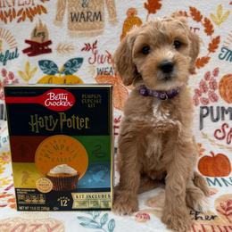 Bellatrix - Red  female Goldendoodle puppy in Conroe, Texas from Tails of Cypress