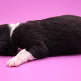 Karma (lime green collar) - Black and white female Border Collie puppy in Boiling Springs, South Carolina from Top Notch Border Collies