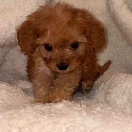Cranberry - Red male Cavapoo puppy in El Sobrante, California from Mckendra's Legacy