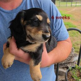 Hank - Black and tan male Dachshund puppy in Kempner, Texas from Russell Farms Dachshund