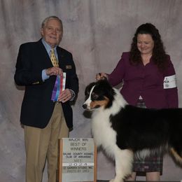 Redford - Australian Shepherd