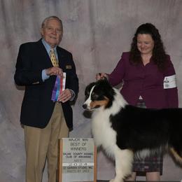 Redford - Australian Shepherd