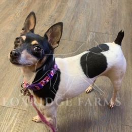 Toy Fox Terriers from Foxridge Farms