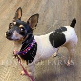 Toy Fox Terriers from Foxridge Farms