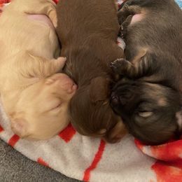 Dachshund Puppies from Hetu's Dachshunds