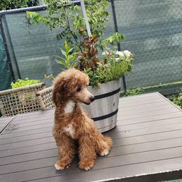 Blue - Red  male Poodle puppy in Naples, Florida from Paradise Paws