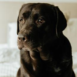 Labrador Retrievers from Ridgemere Retrievers