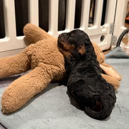 Maple - Phantom female Goldendoodle puppy in El Dorado, Arkansas from Magnolia Mini Doodles