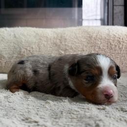 Charles - Blue merle male Miniature American Shepherd puppy in Terryville, Connecticut from Spirited Aussies