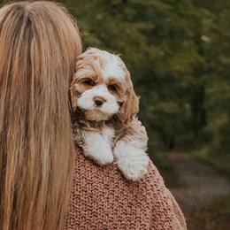 Black collar - Buckbeak - Buff and white male Cockapoo puppy in Mt Bethel, Pennsylvania from Stasia’s Cutiepoos
