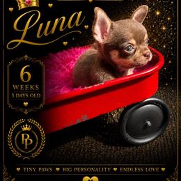 AKC Luna - Chocolate and white female Chihuahua puppy in Columbus, Nebraska from Prancy Pawz