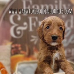 Goldendoodle Puppies from Stacy Warwick