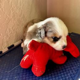 Luna - Blue merle female Miniature Australian Shepherd puppy in Molalla, Oregon from Yaw's Mini Aussies
