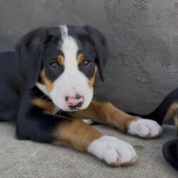 Purple girl - Black, white and red female Greater Swiss Mountain Dog puppy in Woodland, Washington from Woodland Swissie’s