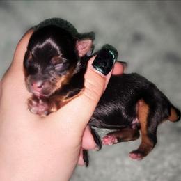 Teacup traditional boy 2 - Black and tan male Yorkshire Terrier puppy in Thornville, Ohio from My precious yorkies