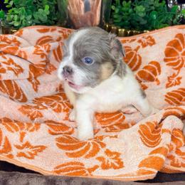 Jasper - Tricolors male French Bulldog puppy in Peoria, Arizona from A Quality French Bulldogs AZ