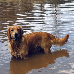 Nikole - Golden Retriever