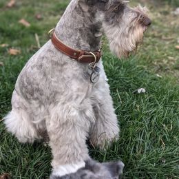 Miniature Schnauzer Puppies from PartiLife Miniature Schnauzers