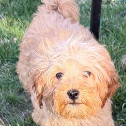 Pony Boy - Apricot male Goldendoodle puppy in Centralia, Missouri from Oodles Of Doodles Mo.
