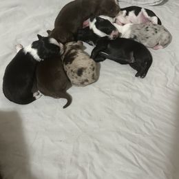 Australian Shepherd Puppies from Blue Star Pups
