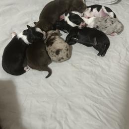 Australian Shepherd Puppies from Blue Star Pups