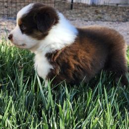 Miniature American Shepherd Puppies from Enchanted Mesa Miniature American Shepherds