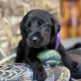 Labrador Retriever Puppies from Okiehuntinboyz Labrador Retrievers