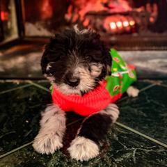 Bordoodle and Labradoodle Puppies from Howdy Doodles