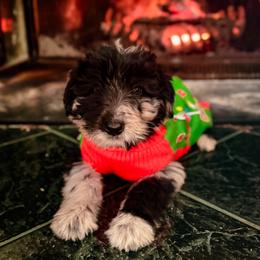 Bordoodle and Labradoodle Puppies from Howdy Doodles