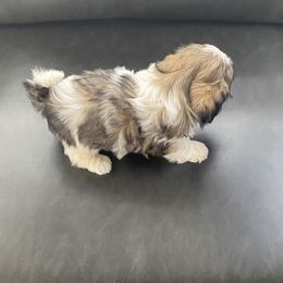 Shih Tzu Puppies from Willow Lane Shih Tzus
