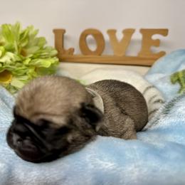 Pug Puppies from Sunny Pugs