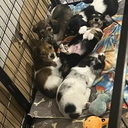 Dachshund Puppies from EB's Cajun Lil' Doxies