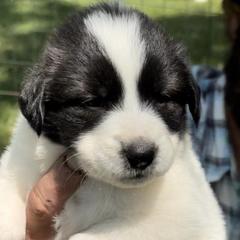 Karakachans from Victorian Acres