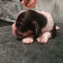 Girl 2 - Tri-color female Cavalier King Charles Spaniel puppy in Watsontown, Pennsylvania from Huntsman Cavaliers