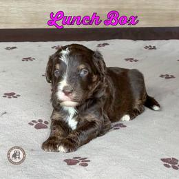 Lunch Box - Tri-color female Bernedoodle puppy in Banner Elk, North Carolina from Walnut Tree Bernedoodles