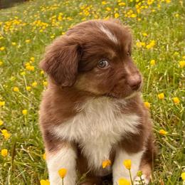 Havarti - Red tri-color female Miniature American Shepherd puppy in Oak Hill, West Virginia from New River Gorgeous Puppies
