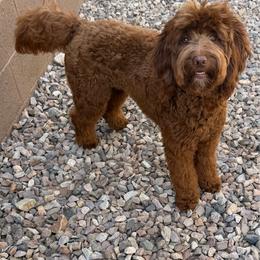 Finn - Goldendoodle