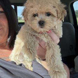 Goldendoodle, Maltipoo, and Yorkipoo Puppies from Doodle Pups Fur-Ever
