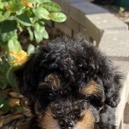 Poodle Puppies from Honey Valley Poodles