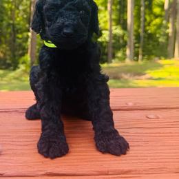 Girl 1 - Black female Poodle puppy in Bremen, Georgia from Kelley’s Poodle Patch