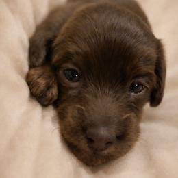 Otto - Chocolate male Dachshund puppy in Lubbock, Texas from Wagging Tails