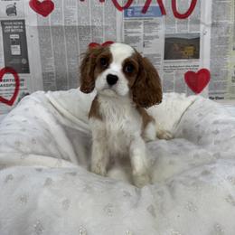 Killian - Blenheim male Cavalier King Charles Spaniel puppy in Lula, Georgia from Cavaliers by Crumley
