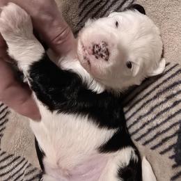 Kabob - Black tri-color male Aussiedoodle puppy in Bakersfield, California from Puppy by Design