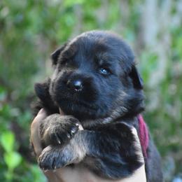 Red collar Male - Black and red male German Shepherd puppy in Marianna, Florida from Haus M Godwin