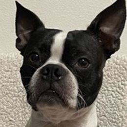 Boston Terriers from Daddy Daughter’s Boston Terrier’s